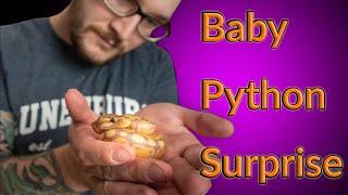 Our Best Baby Ball Python Clutch Ever | Emotional Surprise Egg Cutting