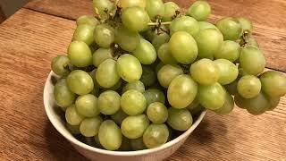 Grape Daily (DAY 2568)