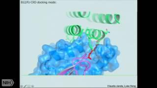 Tuning cell-surface receptor signaling through structure-based ligand engineering