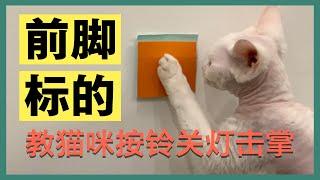 【猫咪训练】想教猫咪关灯/按铃/击掌/握手/上肩？必学前脚标的训练