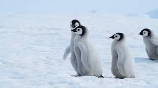 Penguins walk @ATI_Reiki_Healing_Sounds