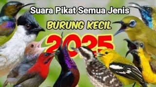 SUARA PIKAT SEMUA JENIS BURUNG KECIL TERBARU 2025