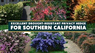 7 Excellent Drought Resistant Privacy Hedge Options for Southern California 