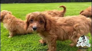 Cavapoo Puppies