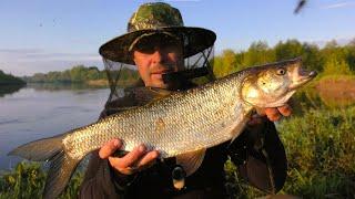 Catching Asp with Lures. Spinning on the Desna River