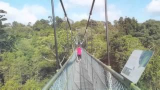 Singapore Macritchie "Top Tree Walk"