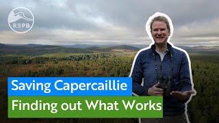 Creating better conditions for endangered Capercaillie at RSPB Scotland's Abernethy nature reserve