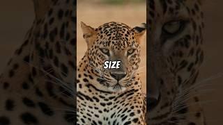 The actual difference between jaguars and leopards!