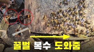 말벌 잡아서 꿀벌 가까이 가면??