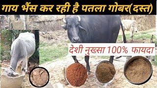 गाय, भैस के पतला गोबर करने से बचाव।।दस्त देशी इलाज।। Cows, buffaloes avoid dung