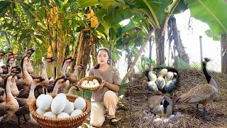 Harvesting Goose Eggs & Selling at Market | Growing Peanuts | Countryside Girl’s Life