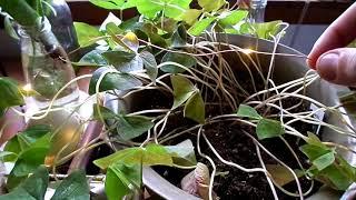 OXALIS DORMANCY / how to give your shamrock a haircut /‍️️