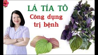 Tác dụng của LÁ TÍA TÔ trong điều trị bệnh. |Dược Sĩ Ngọc Bé|