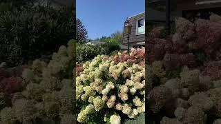 Самые красивые гортензии , самый красивый сад , самый лучший двор, самый красивый дом , уютный сад