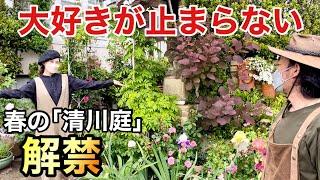 【永遠の乙女】みんなが見たかった春本番の清川庭公開します　　　　　　【カーメン君】【園芸】【ガーデニング】【個人庭】【清川さん】