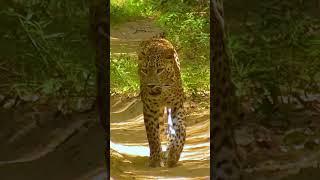 leo Sri Lanka  Wilpattu Sri Lanka #shorts #leopard #srilanka #wildlife