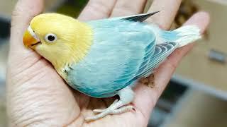 Aviary Visit | Wajahat Munawar | Quality Birds