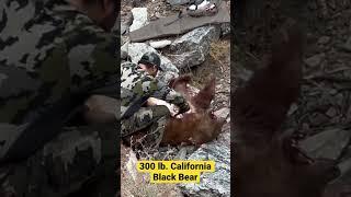 GIANT Black Bear takes a dirt nap!!  #trending #blackbear #shorts #youtubeshorts