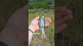 ЗОЛОТИСТАЯ ЩУРКА  обзор мегаХИТ 