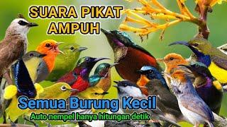 Suara Pikat Ampuh Semua Burung Kecil