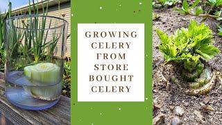 You can grow celery from store bought celery!