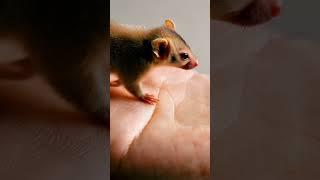 Tikus berjalan jalan #hewan #fyp #viralvideo #shorts