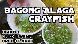 Bagong Alagang Crayfish at Dwarf Shrimp