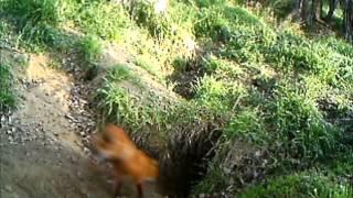 Fox in a wombat hole