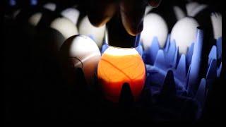 How to candle chicken eggs! What we look for and what to avoid