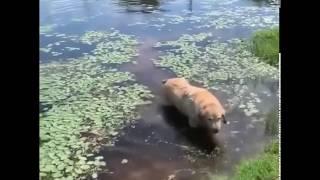 Собака на болоте оригинал