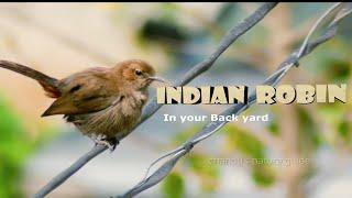 Indian Robin Bird - Documentary