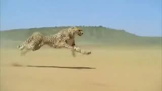 आज से # kuno National Park ️         इस मसल्स पावर का साक्षी बना है #  India welcomes cheetah 