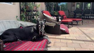 Funny Great Danes Enjoy Lanai Lounging In The Florida Sunshine