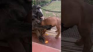 Cindy the Baboon and Rigby the Puppy always cause chaos!  #baboon #puppy #farmlife #cute #playtime