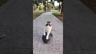 Cat amazing stunt amazing video#youtube #shortvideo