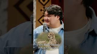 Гепарды в Узбекистане | Тюркский разговорник #стендап#комедия#юмор#узбекистан#ташкент#подкаст#шоу