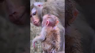 Hak Han MDJ Enjoy Watching Abandon Baby Monkey - Daily Wildlife Monkey