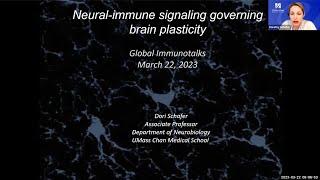 "Neural-immune signaling governing brain plasticity" by Dr. Dorothy Schafer