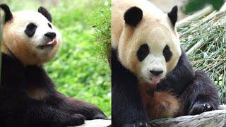 9.3 Panda Fu Bao Part 2 #new #daily #update #panda #fubao #푸바오 #fyp #viral #pandalife #pandalove