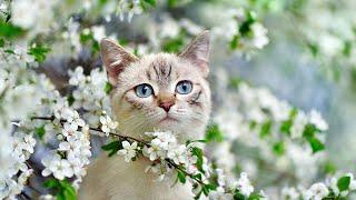 24 Hours Beautiful Music to Relax Cats - Music for Cat's Daily Life, Deep Sleep, Stress Relief 