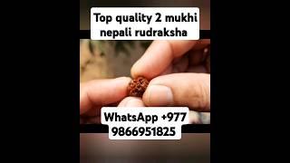 top quality 2 mukhi nepali rudraksha #youtubeshorts #shorts #rudraksha #nepalirudraksha