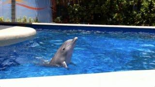 Aquarium with Baby Dolphins Playing Peekaboo With Me