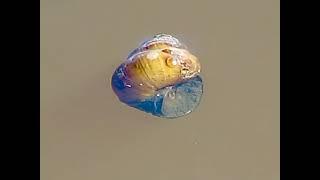 An algae ridden Japanese trapdoor snail. The snails are very adept at keeping the pond free of algae