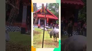 Adat Toraja, Proses pemotongan kerbau unik #culture #unique #torajaunik #indonesia #wow