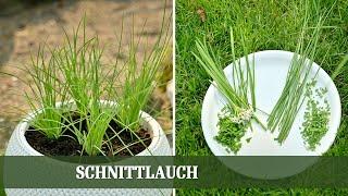 Köstliche Kräuter - Alles über Schnittlauch und Schnittknoblauch