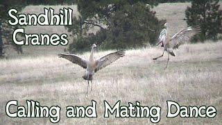 Sandhill Cranes Dancing ~ Mating Dance and Calls