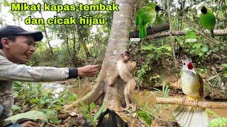 Petualangan bareng monkey pintar mikat burung cucak hijau dan kapas tembak