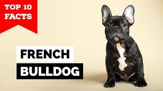 French Bulldog - Top 10 Facts