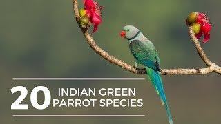 20 Indian Green Parrot Types || Green Parrot Types || Rare Birds || Parrots of India