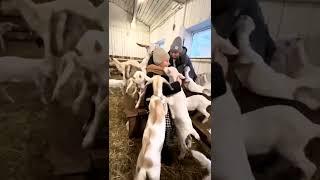 Ферма в Подмосковье. Экскурсии для детей.